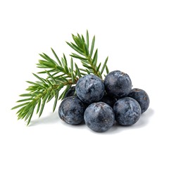 Juniper Berries - Middle Note
