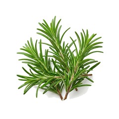 Rosemary - Top Note