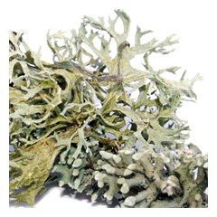Oakmoss - Base Note