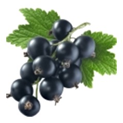 Black Currant - Top Note