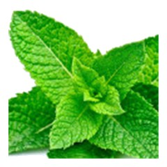 Mint - Top Note