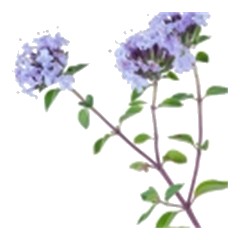 Thyme - Top Note