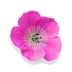 Geranium - Middle Note