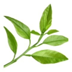 Petitgrain - Top Note