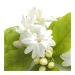 Jasmine - Middle Note