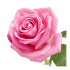 Rose - Top Note