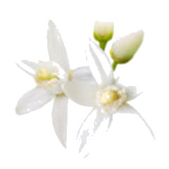 Orange Blossom - Middle Note