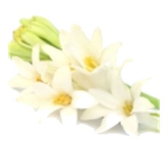 Tuberose - Middle Note
