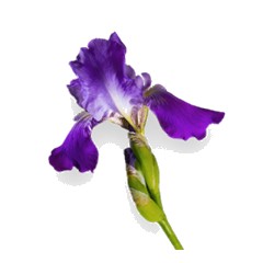 Iris - Base Note