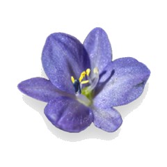 Violet - Middle Note