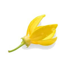 Ylang-Ylang - Middle Note