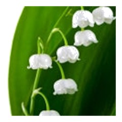 Lily of the Valley - Middle Note