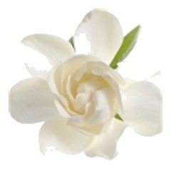 Gardenia - Top Note