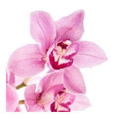 Orchid - Middle Note