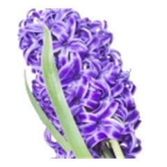 Hyacinth - Top Note
