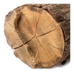 Cedarwood - Base Note