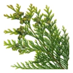 Cypress - Top Note
