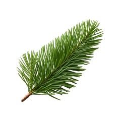 Balsam Fir - Middle Note