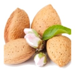 Almond - Base Note