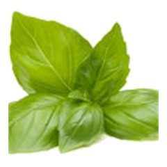 Basil - Top Note
