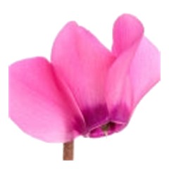 Cyclamen - Middle Note