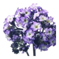Heliotrope - Base Note