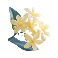 Osmanthus - Middle Note