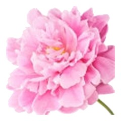 Peony - Middle Note