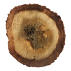 Oud - Base Note