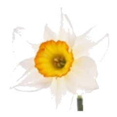 Freesia - Middle Note