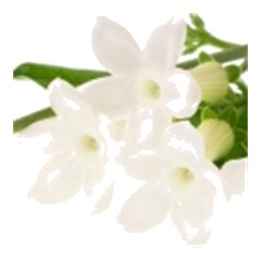 Green Tea - Base Note