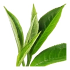 Tea - Middle Note