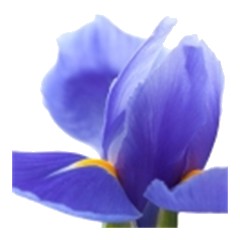 Carnation - Middle Note