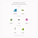 Pendora Scents Clasico De Profumo Edp 100ml Men - Fragrance Notes Pyramid | Abdulghani Trading